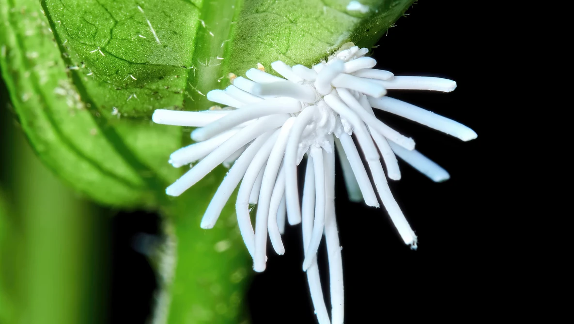 Delicate white flower with thin, hair-like petals radiating outward from center, attached to bright green leaf against black background.