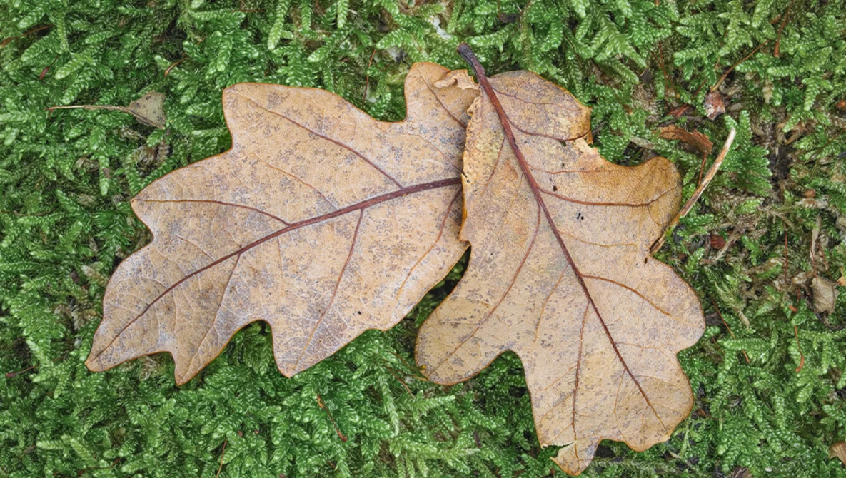 Two dried oak leaves resting on vibrant green moss.