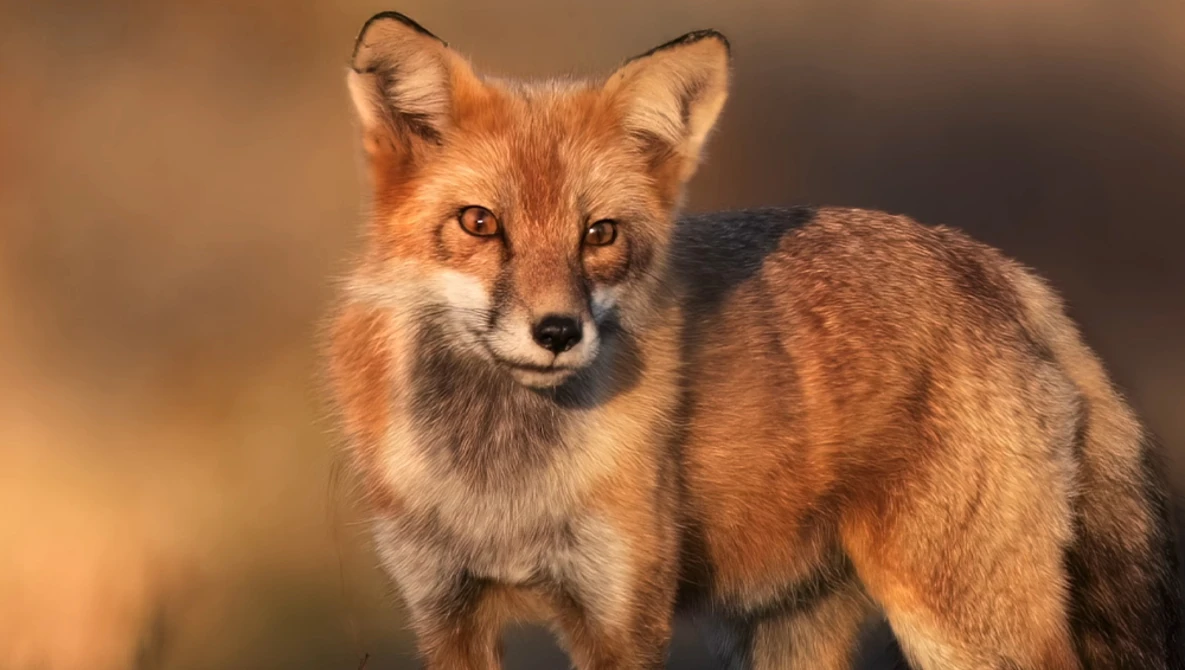 Red fox standing alert with direct gaze toward camera against blurred warm background.
