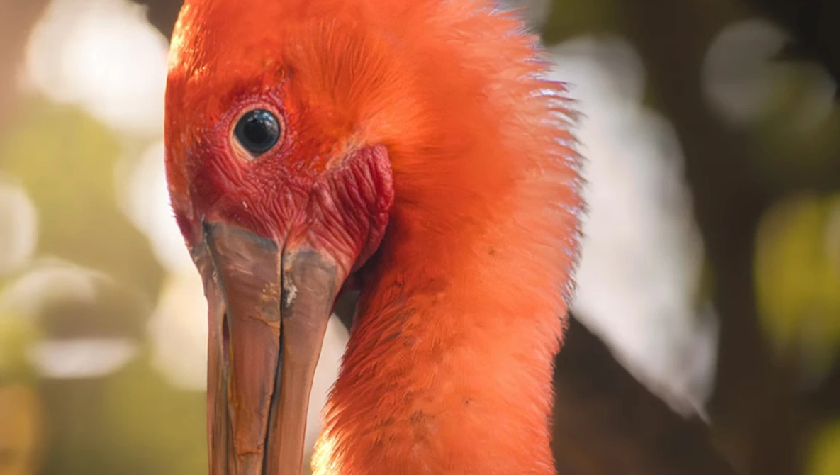 Close-up of a red bird's head with distinctive facial markings and sharp beak.