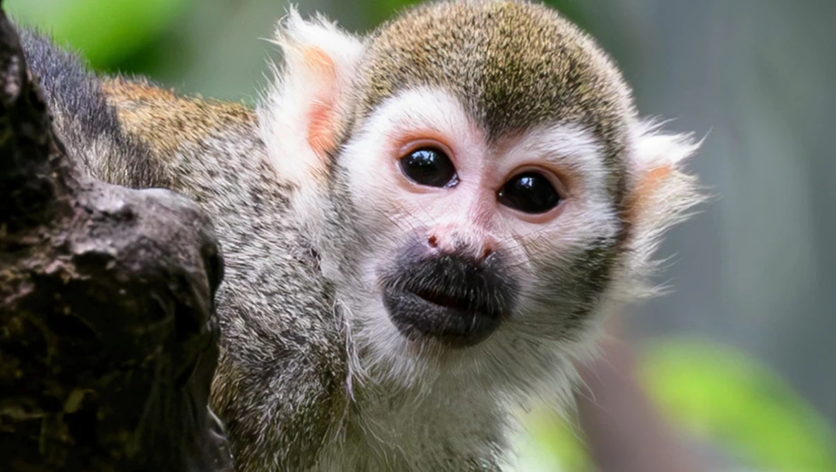 Close-up portrait of a squirrel monkey's face with distinctive white facial markings and dark eyes.