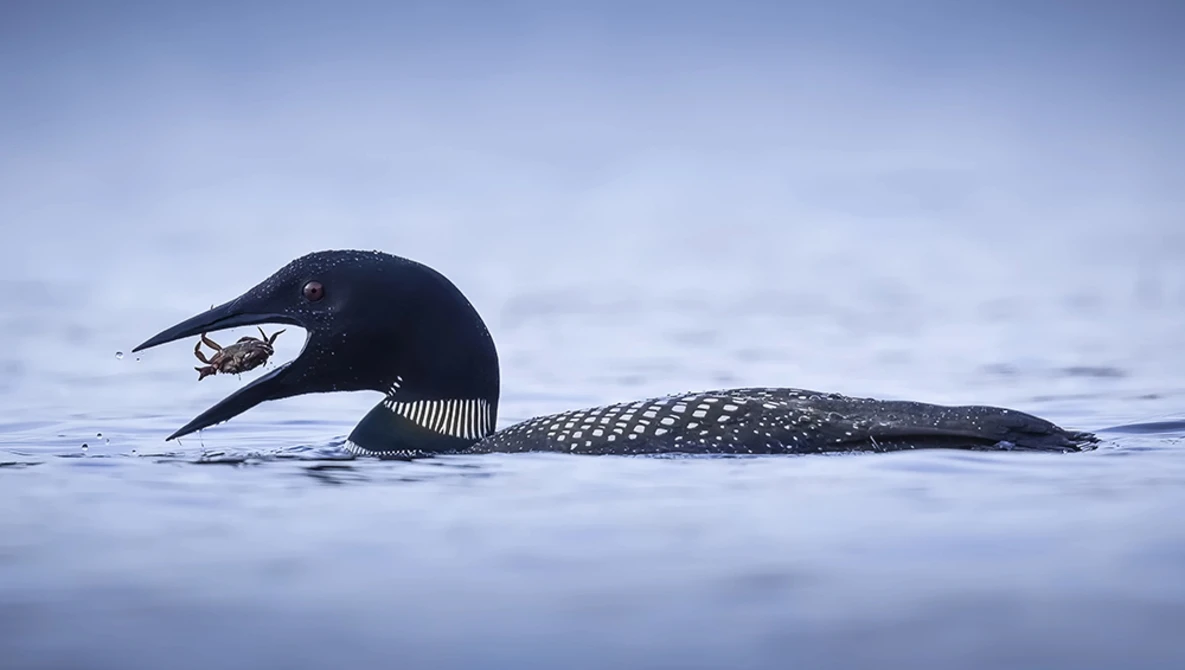 Black loon swimming in calm water with a small fish in its beak, white spotting visible on wings and back.