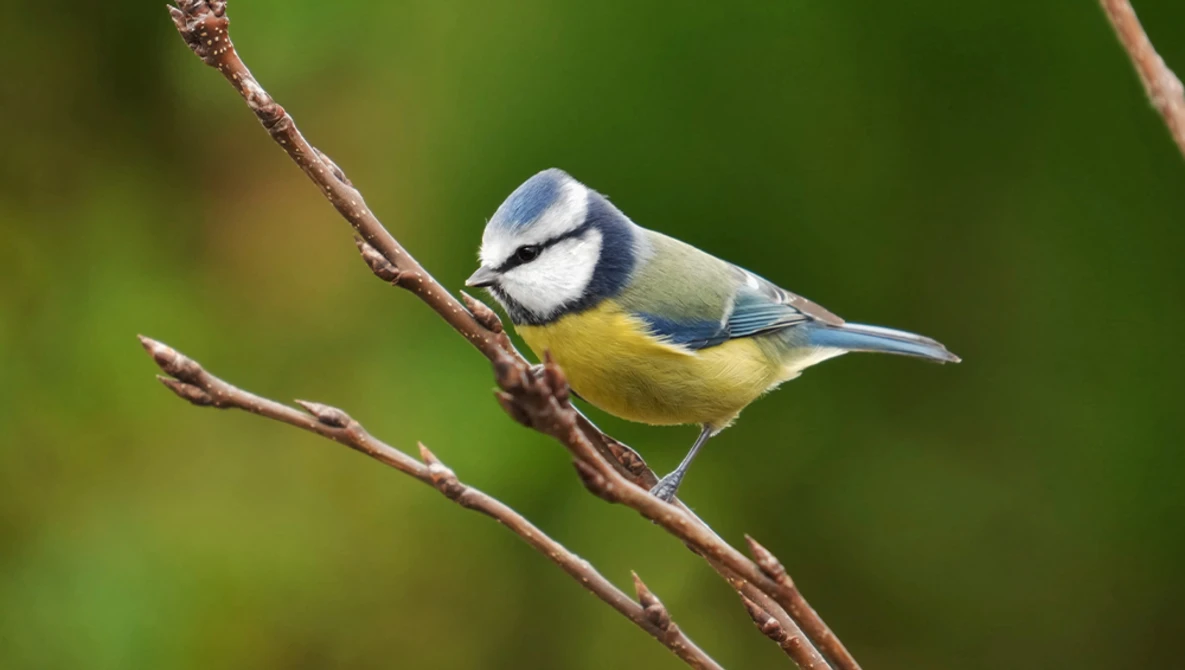 Blue tit perched on a brown branch against a soft green blurred background.