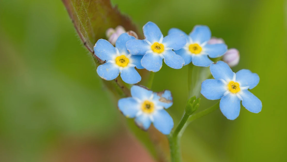 Cluster of delicate blue forget-me-not flowers with yellow centers on a blurred green background.
