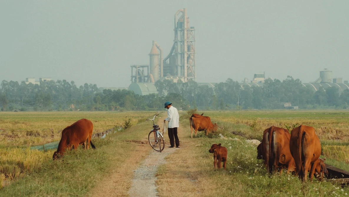Man with bicycle standing among grazing cattle on a rural dirt path, with industrial structures visible in the hazy distance.