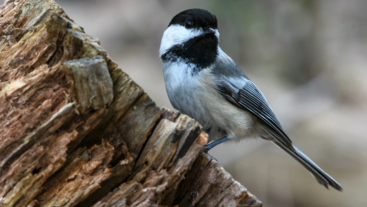 Black-capped chickadee perched on a rough wooden branch with soft blurred background.