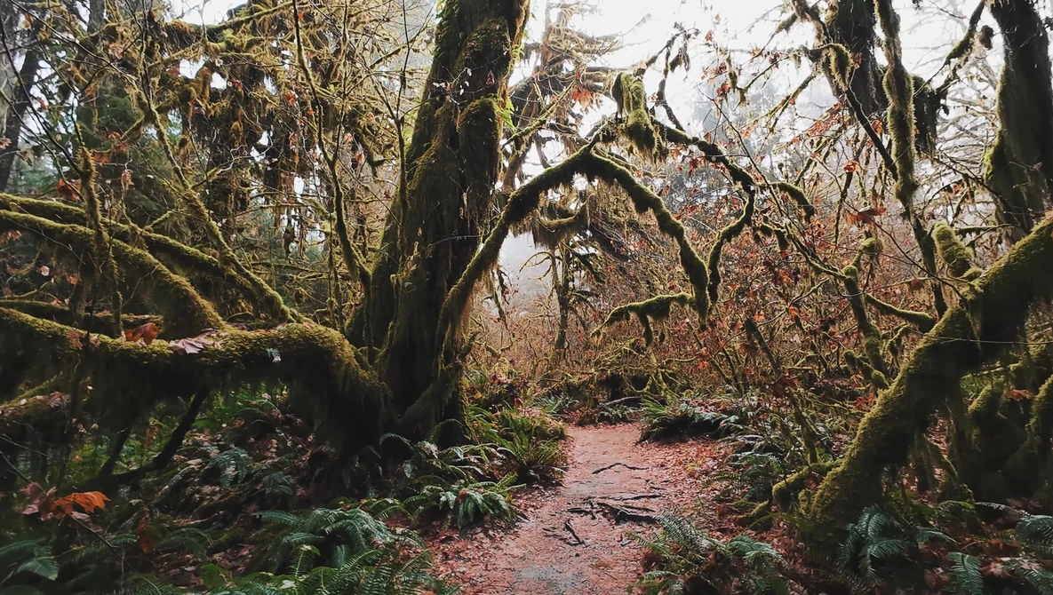 Moss-covered trees frame a winding dirt path through a dense, leafless forest in autumn or winter.