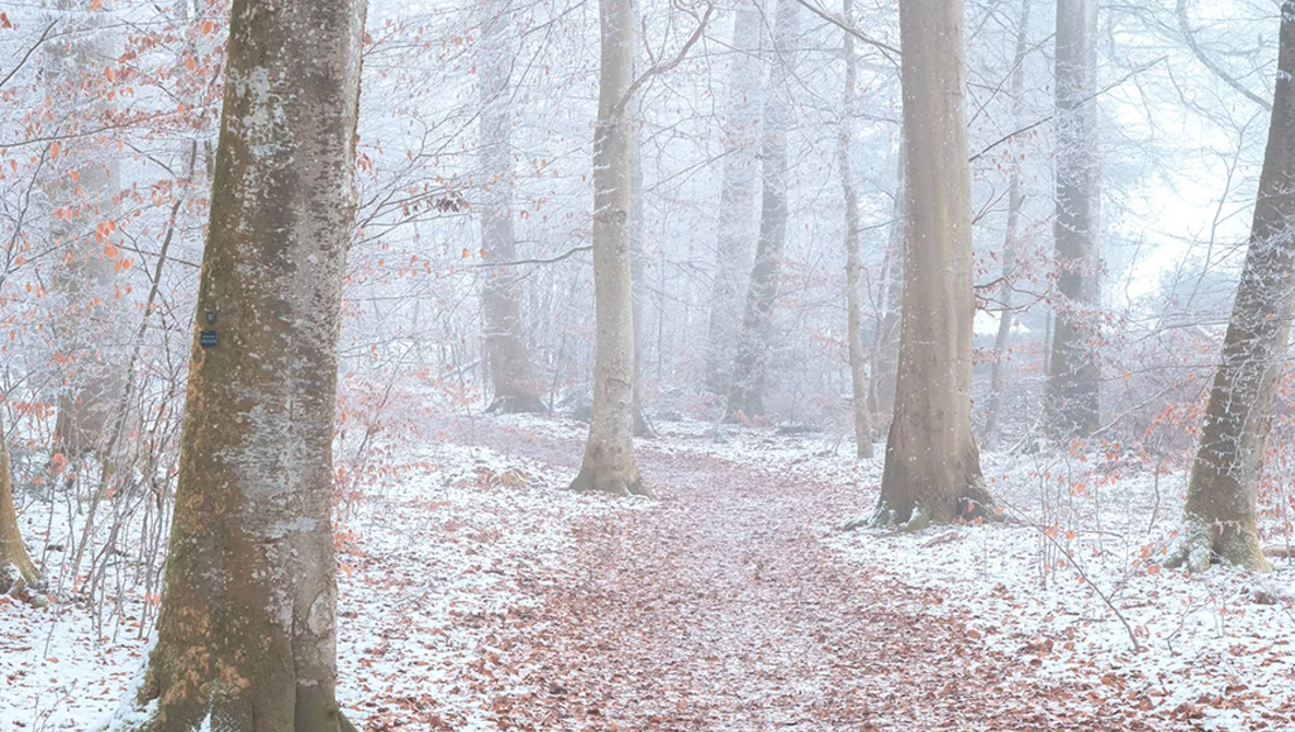 Misty forest pathway lined with bare trees and fallen leaves on the ground.