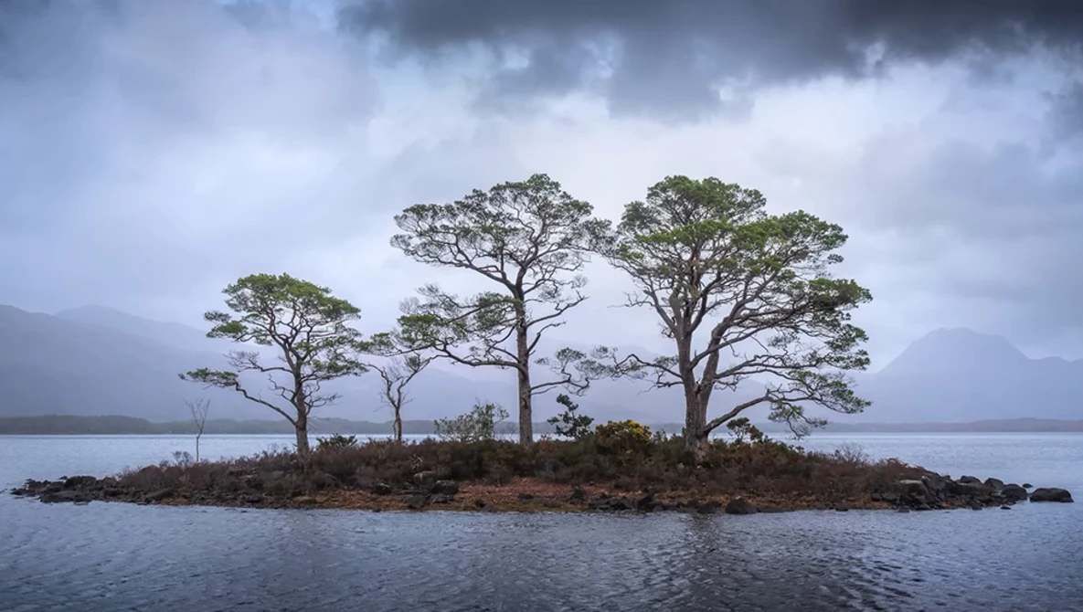 Windswept pine trees on a small rocky island in a misty lake surrounded by distant mountains.