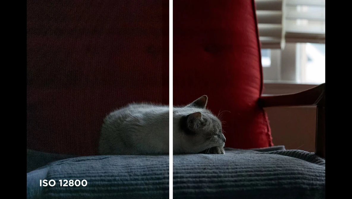 Side-by-side comparison showing a gray cat on fabric at ISO 12800, demonstrating noise levels in high-sensitivity photography.