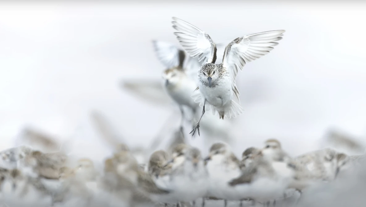 White bird in flight with wings spread above blurred snowy ground and background.