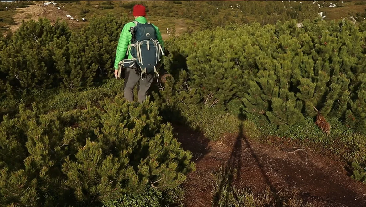 Hiker in bright green jacket and red hat walking through dense evergreen forest on dirt trail.