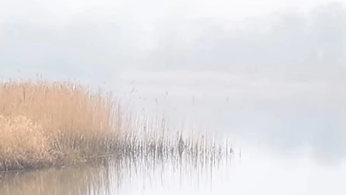 Golden marsh grasses reflected in still water under overcast sky.