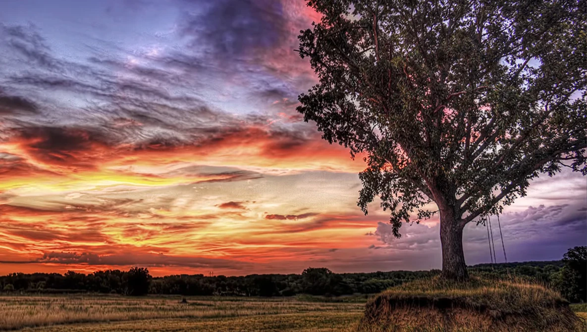 Large tree silhouetted against a dramatic sunset sky with vibrant orange and purple clouds.
