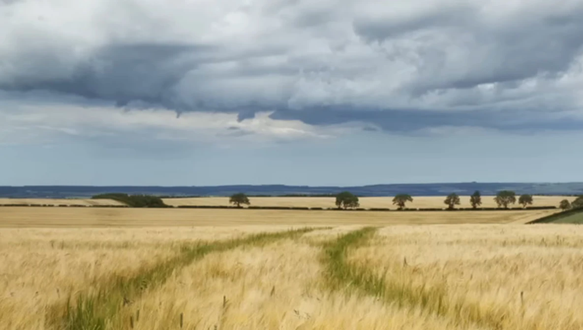 Golden grain field stretching toward horizon under dramatic storm clouds with scattered trees.