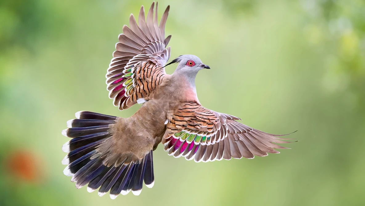 A dove in flight with wings spread, displaying vibrant purple, blue, and green iridescent feathers against a soft green background.