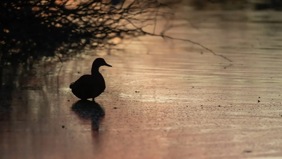 Silhouetted duck on shallow water with bare branches overhead creating dappled shadows.