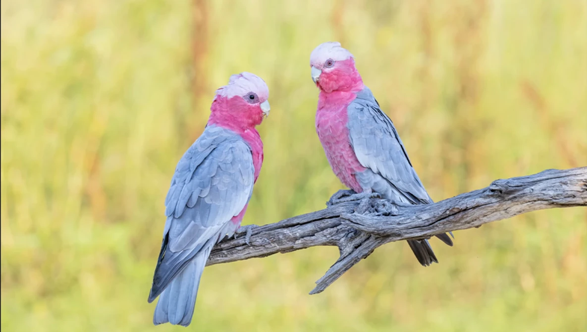 Two colorful parrots perched together on a weathered branch against a soft, blurred green background.