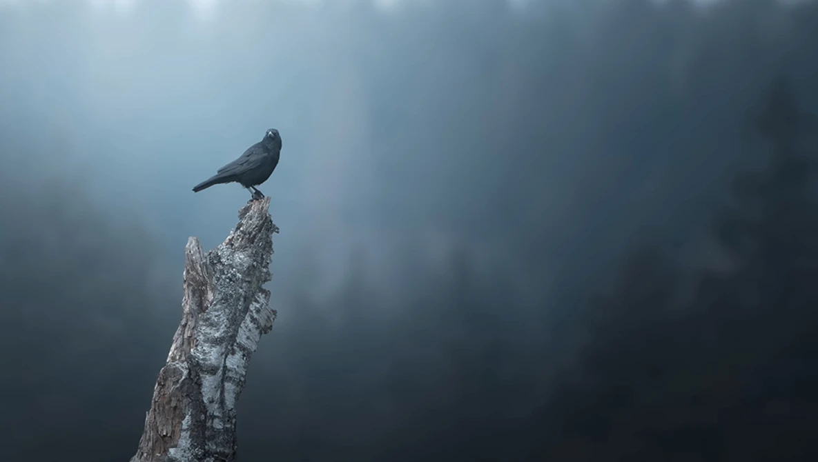 Dark bird perched atop a weathered, lichen-covered wooden post in fog.