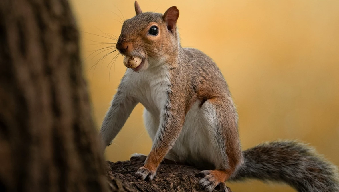 Fox squirrel on a branch with mouth open, displaying teeth against a warm golden background.