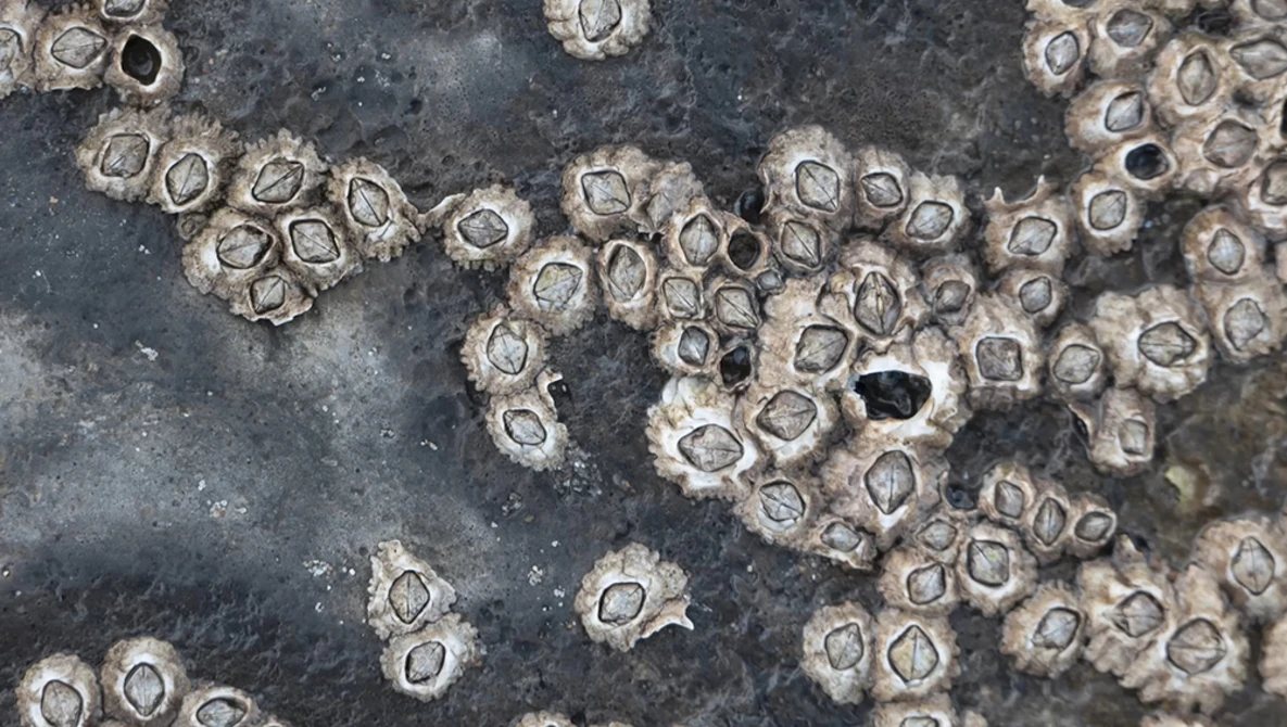 Clusters of acorn barnacles densely attached to a dark rocky surface with exposed sea water.