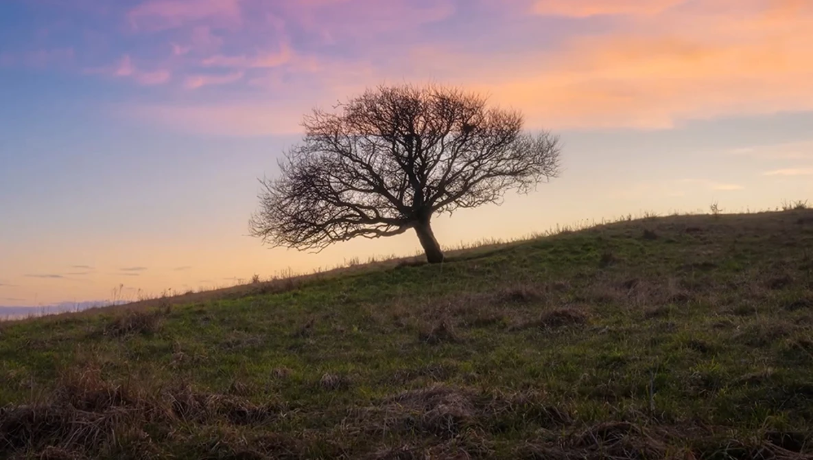 Solitary bare tree silhouetted against a golden sunset sky on a sloping hillside.