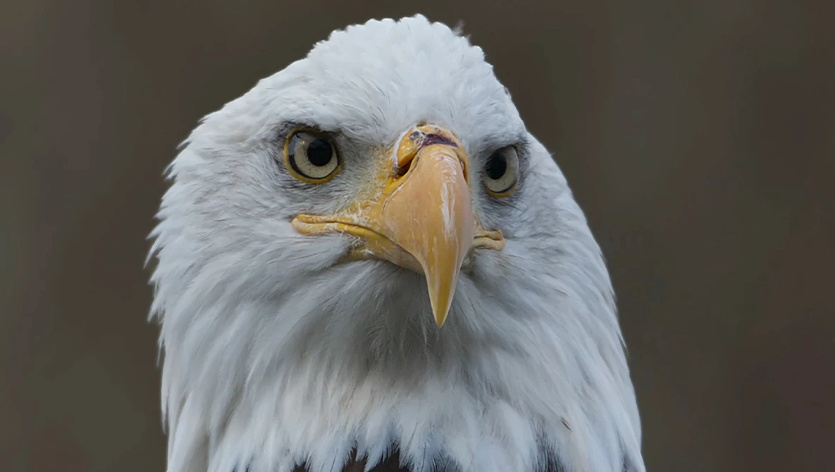 Close-up portrait of a bald eagle facing the camera with intense golden eyes and pale plumage against a neutral background.