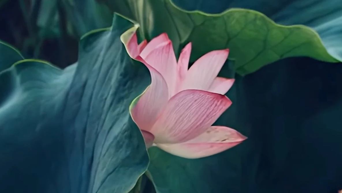 Pink lotus flower in partial bloom surrounded by large green lily pads and dark water.