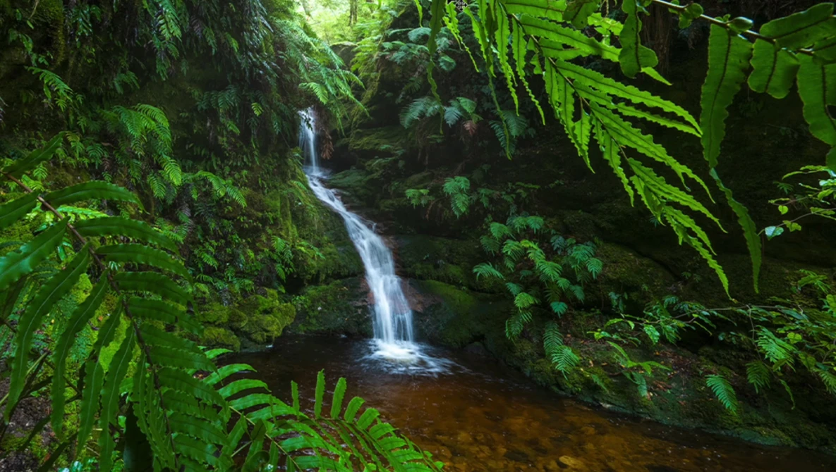 Waterfall cascading into a dark pool surrounded by lush green ferns and moss-covered rocks in a dense forest.