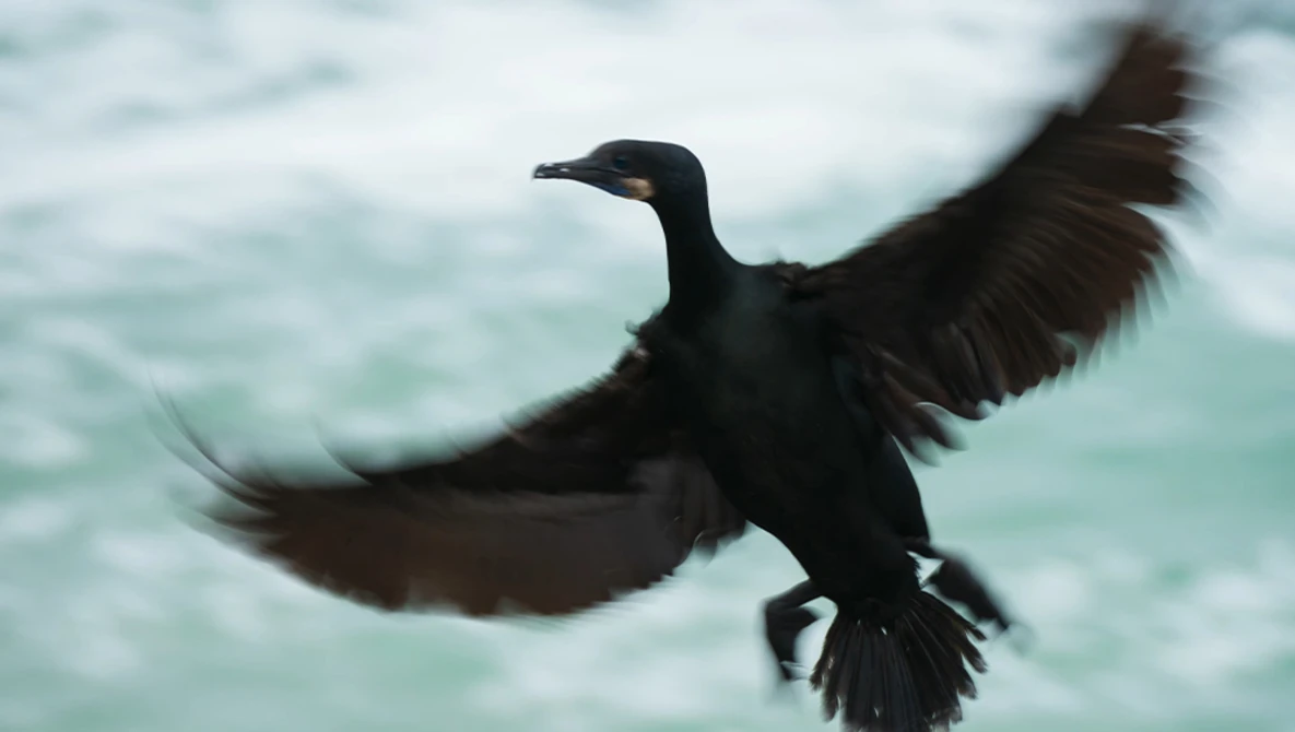 Silhouetted cormorant or similar water bird in flight with wings spread against turquoise ocean water.