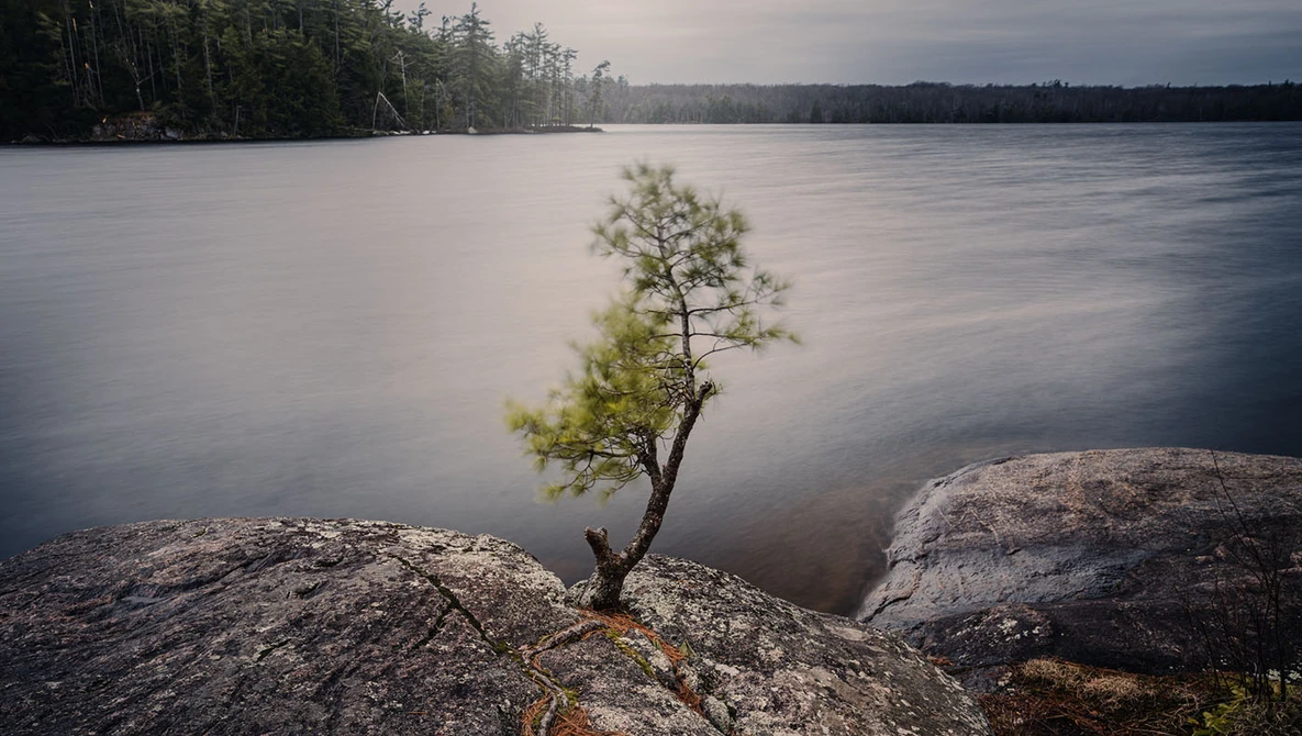 Solitary pine tree growing from rocky outcrop beside calm lake with forested shoreline.