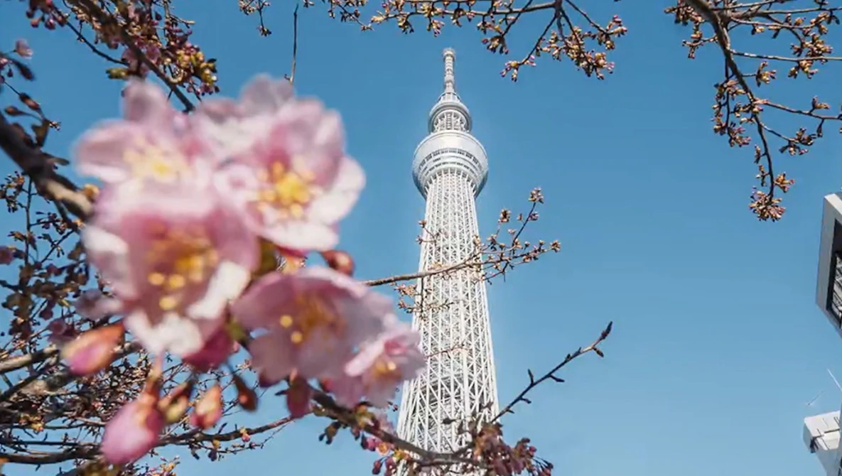 Tokyo Skytree tower framed by pink flowering branches against clear blue sky.