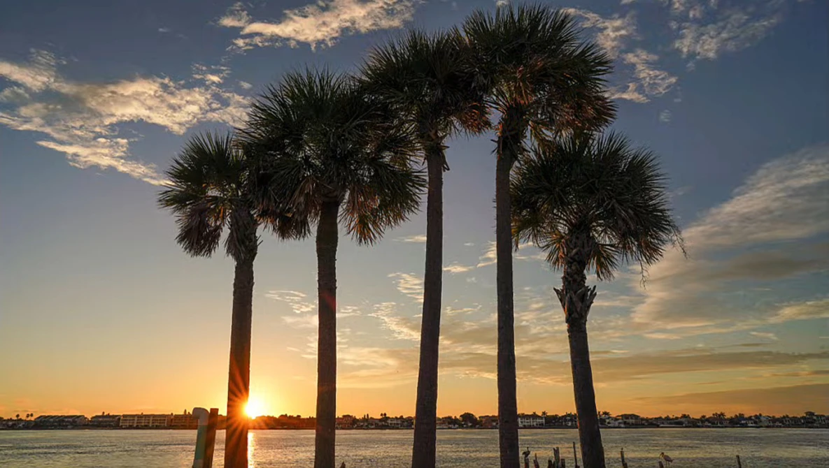 Five palm trees silhouetted against a golden sunset over calm water.