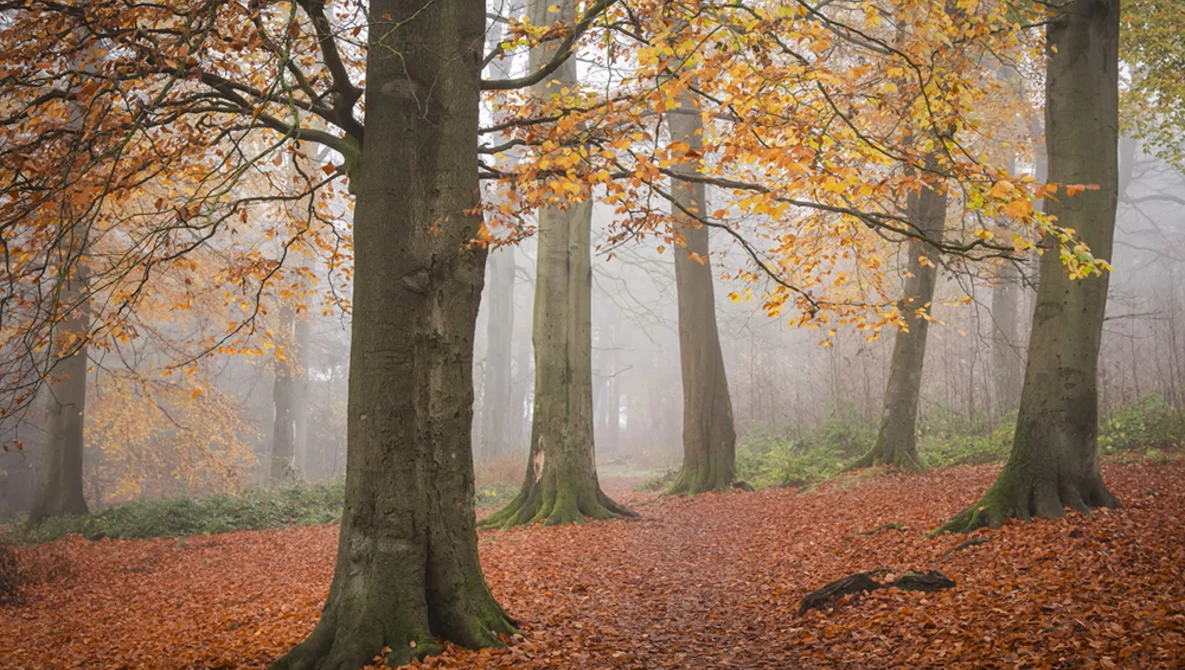 Misty autumn forest with tall trees, golden foliage, and reddish-brown leaf-covered ground.