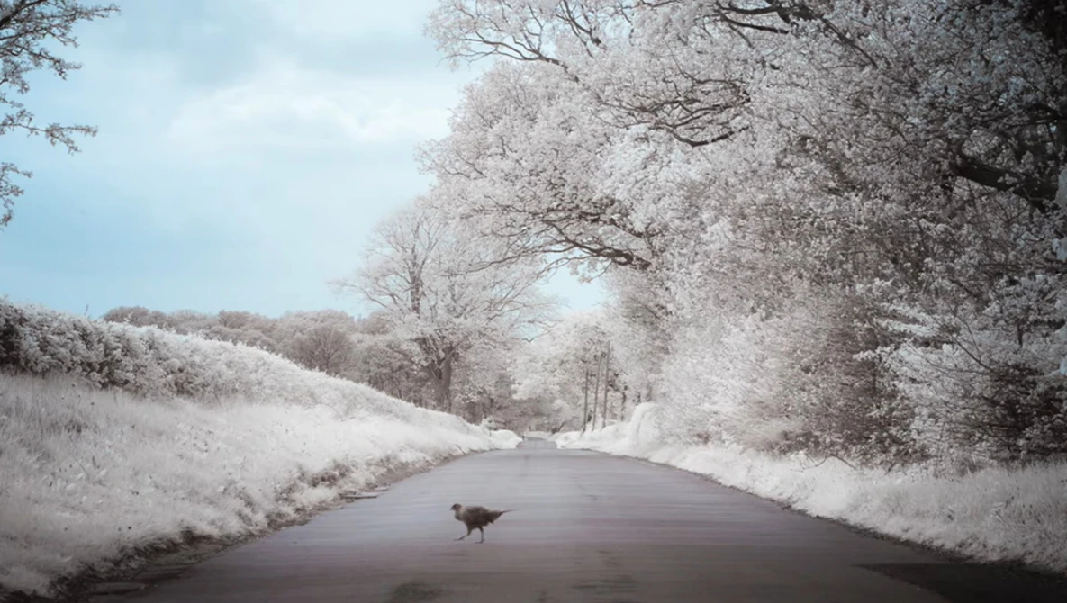 A lone deer crossing a wet asphalt road lined with frost-covered trees and brush.