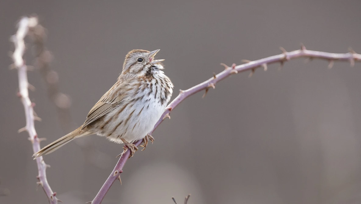 Streaked bird with buff and brown plumage perched on a thorny branch, singing with beak open.