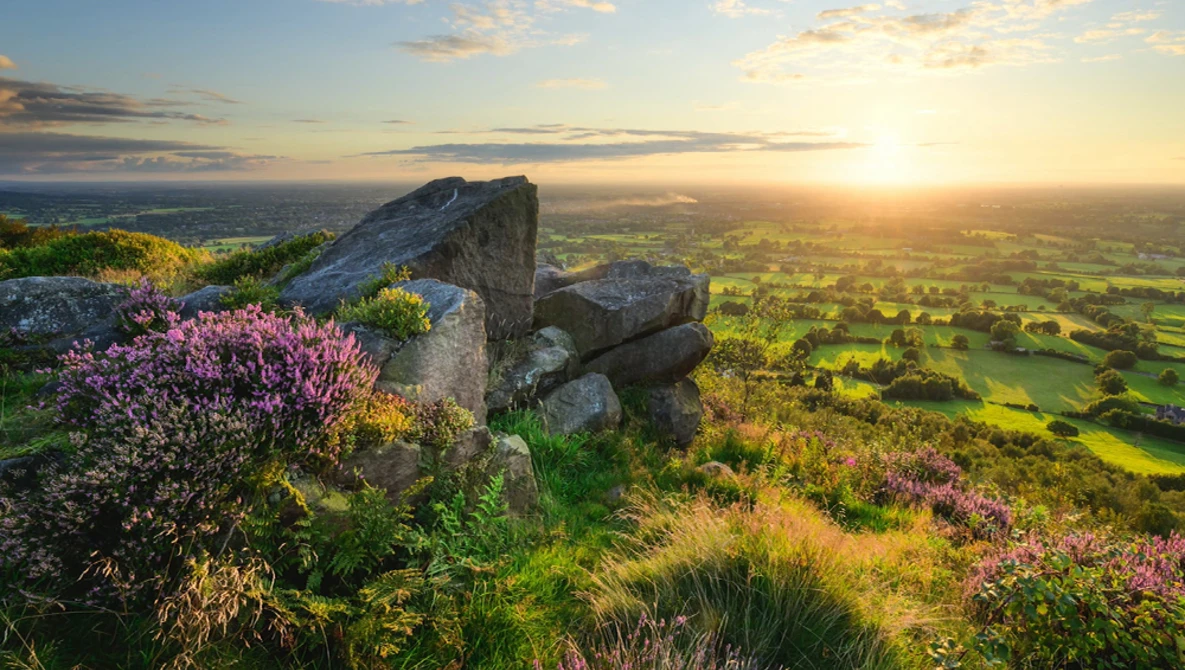 Rocky outcrop with purple heather flowers overlooking a sunlit valley at golden hour.