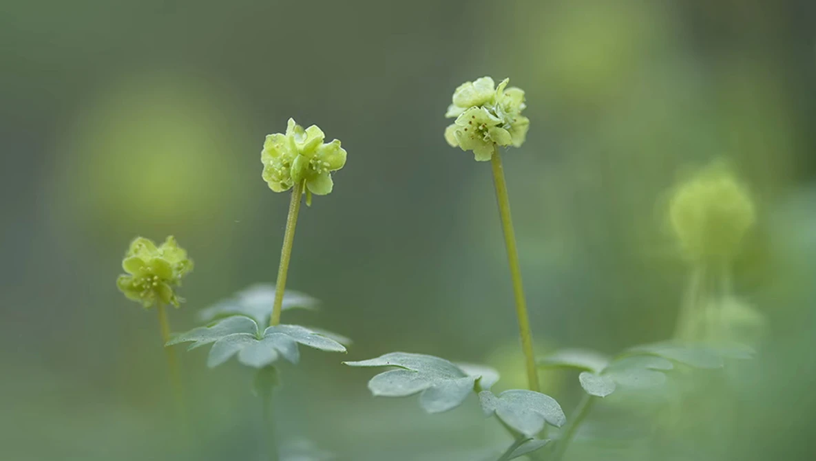 Three delicate pale yellow flowers with layered petals on thin green stems, surrounded by soft-focused green foliage.