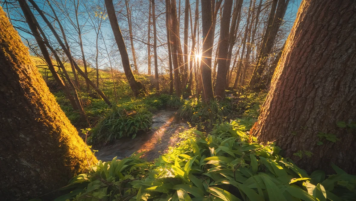 Forest path with sunlight streaming through tall trees and green undergrowth.