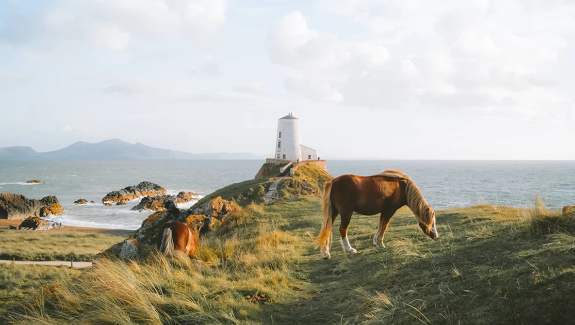 Brown horse grazing on coastal grass with white lighthouse on rocky peninsula in background.