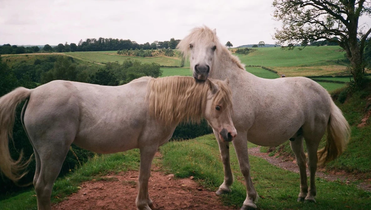 Two pale cream-colored horses standing close together in a pasture with rolling green hills in the background.