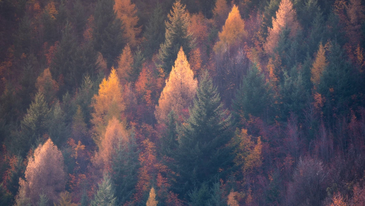 Aerial view of mixed conifer forest with trees displaying autumn gold and rust tones against darker evergreens.