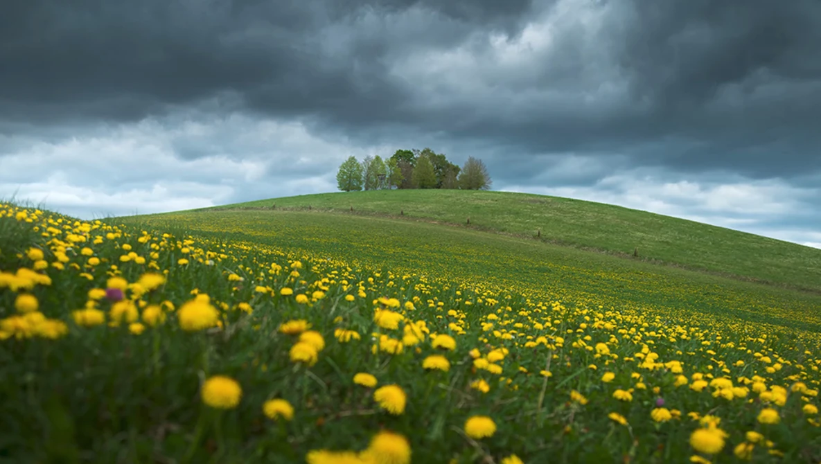 Rolling green hill dotted with yellow flowers under dramatic storm clouds, with a cluster of trees on the hilltop.