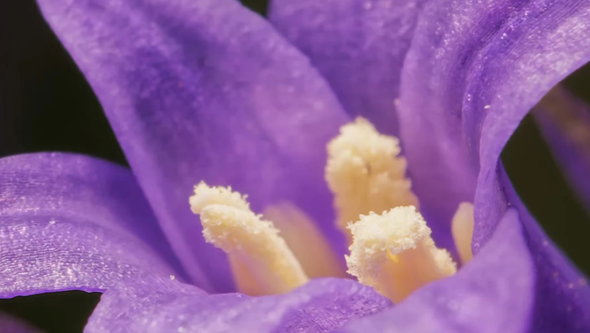 Close-up of purple flower petals with pale yellow stamens dusted with pollen.