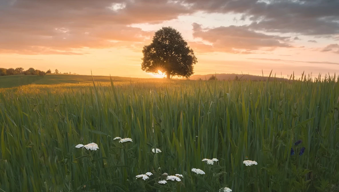 Solitary tree silhouetted against golden sunset in rural grain field with white wildflowers in foreground.