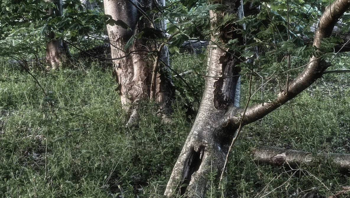 Gnarled tree trunk with spreading branches surrounded by dense green foliage and undergrowth.