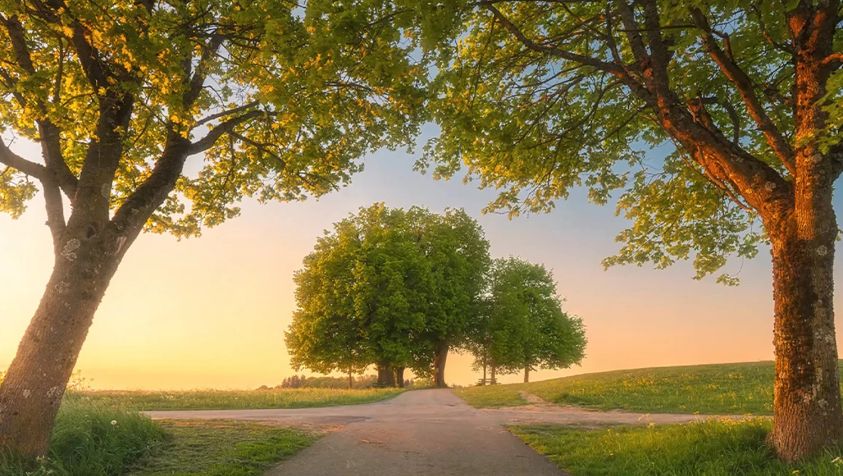 Tree-lined rural road at golden hour with clusters of trees creating a natural frame.