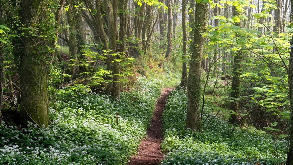 Forest path lined with white flowering plants and tall trees with dappled sunlight filtering through the canopy.