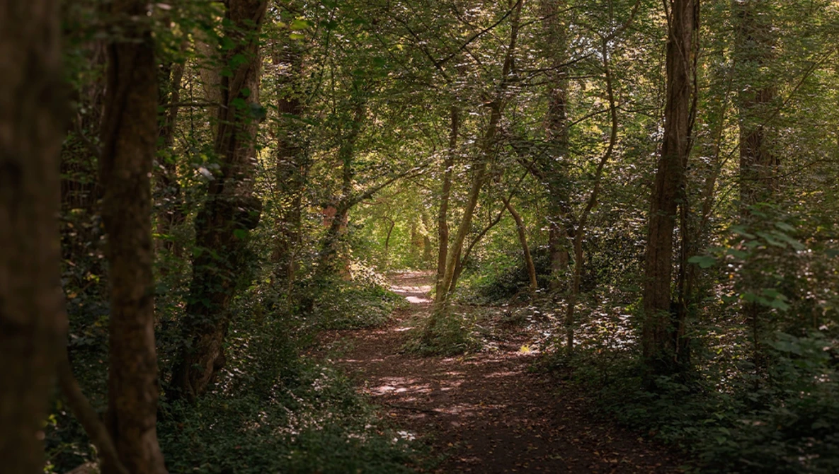 Forest path lined with tall trees and dappled sunlight filtering through dense green canopy.