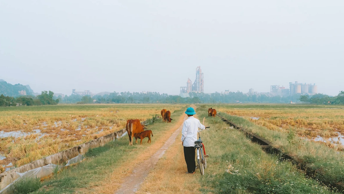 Person on bicycle riding down a dirt path through rice fields with cattle grazing and city skyline in the distance.